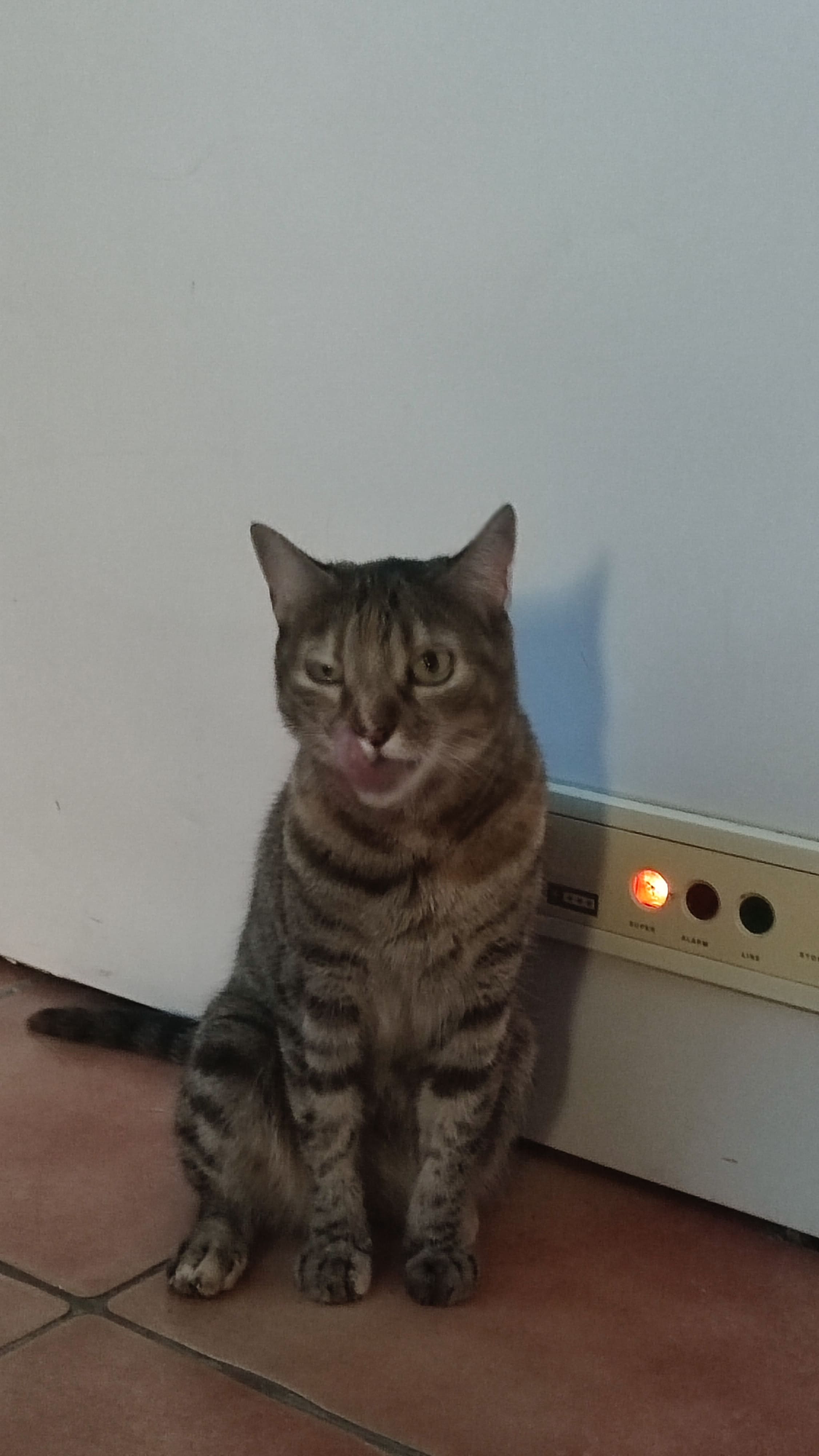 La gata relamiéndose de lo rico que le estuvo el sobre