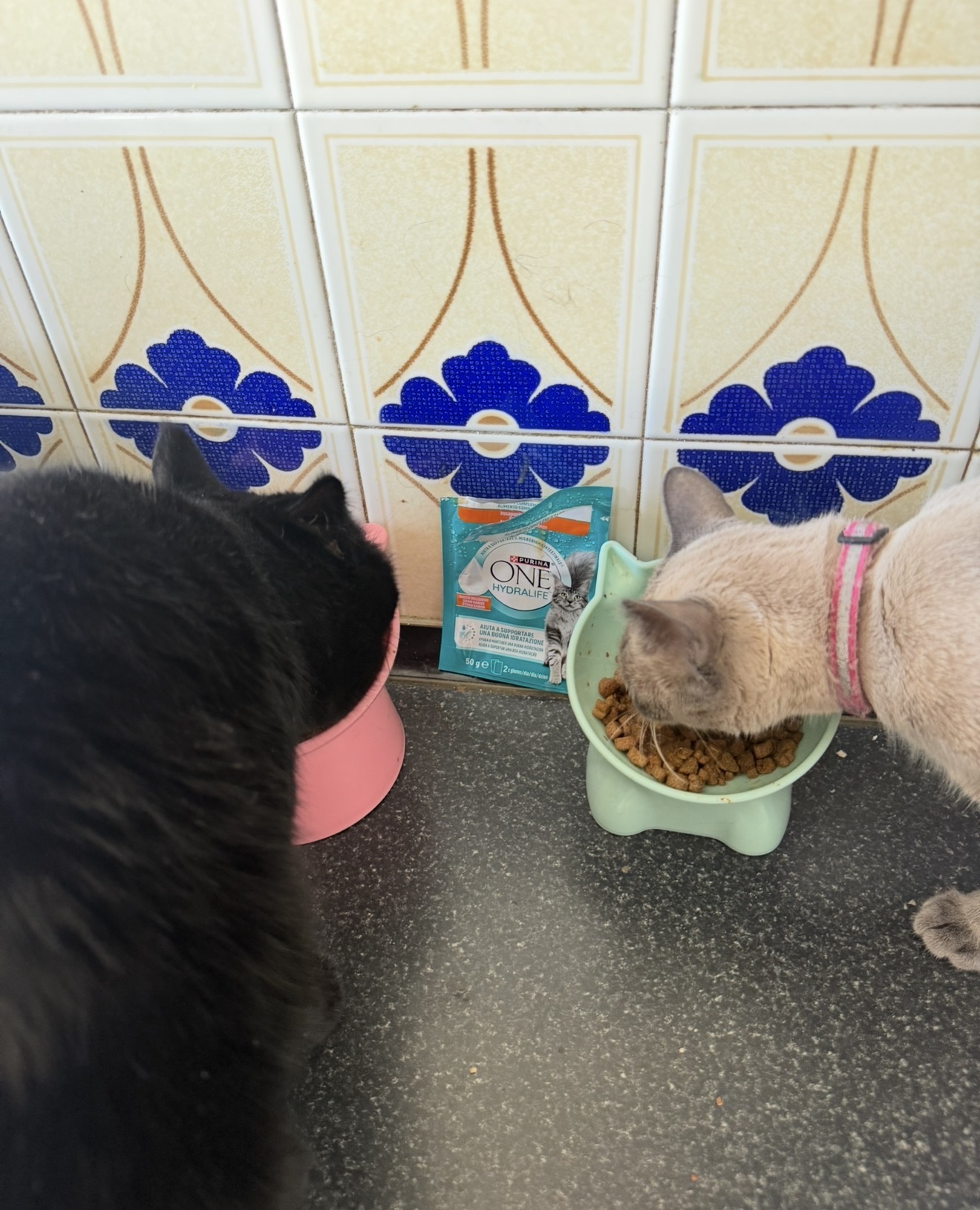 ¡Prueba superada con éxito! Devorando el plato sin dejar ni una gota.