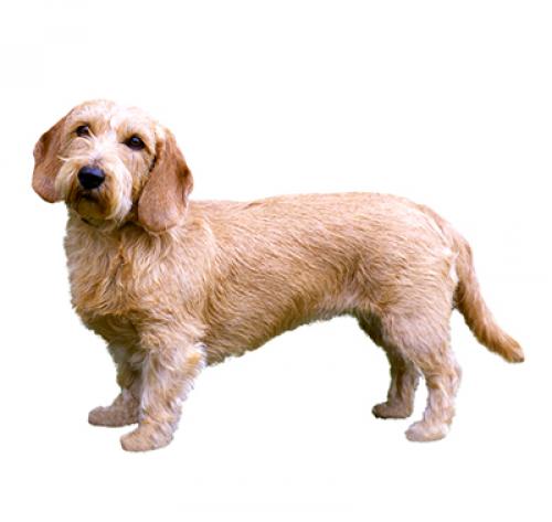 son basset fauve de bretagne los perros mas inteligentes