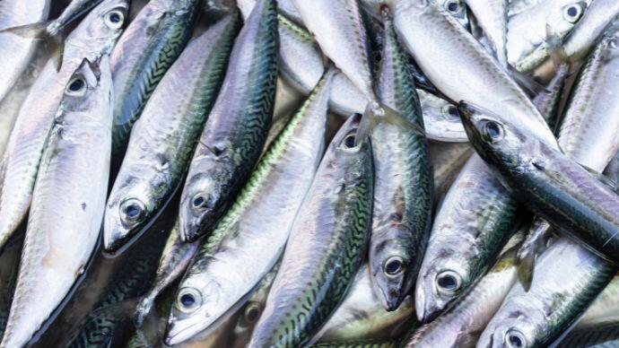 Peces en el mar