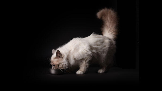 Gato comiendo de un bol