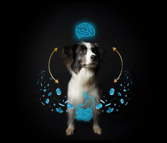 Perro de pelo largo con pelaje blanco y negro junto a iconos de cerebro e intestino