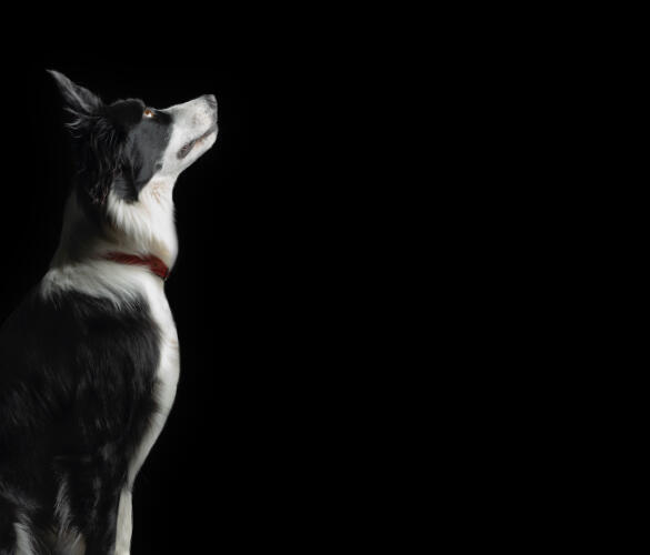Perro blanco y negro mirando hacia arriba