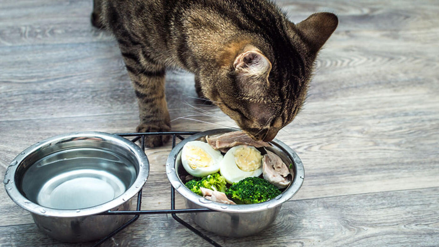 Gato atigrado comiendo huevo cocido, brócoli y carne de su comedero