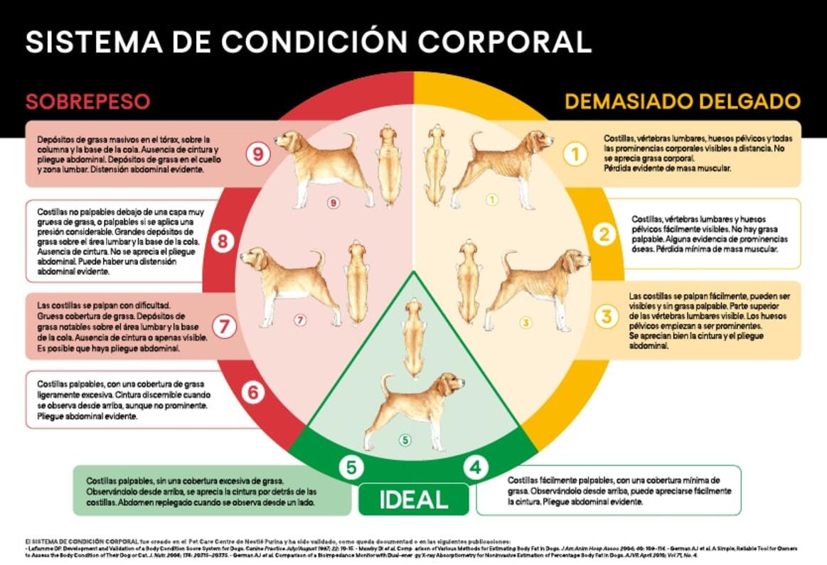 Sistema de condición corporal