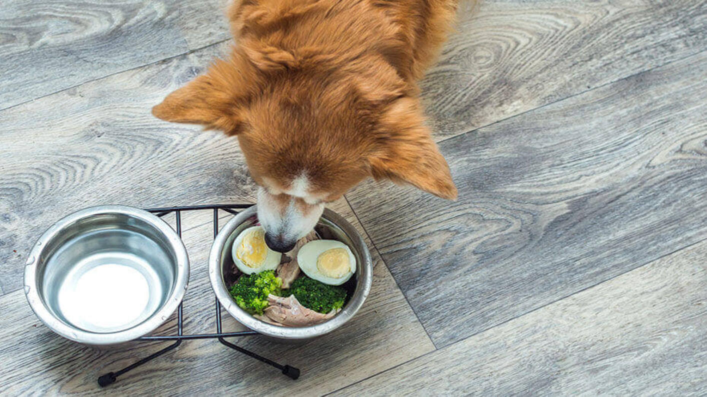 Perro marrón comiendo huevos y carne cruda.