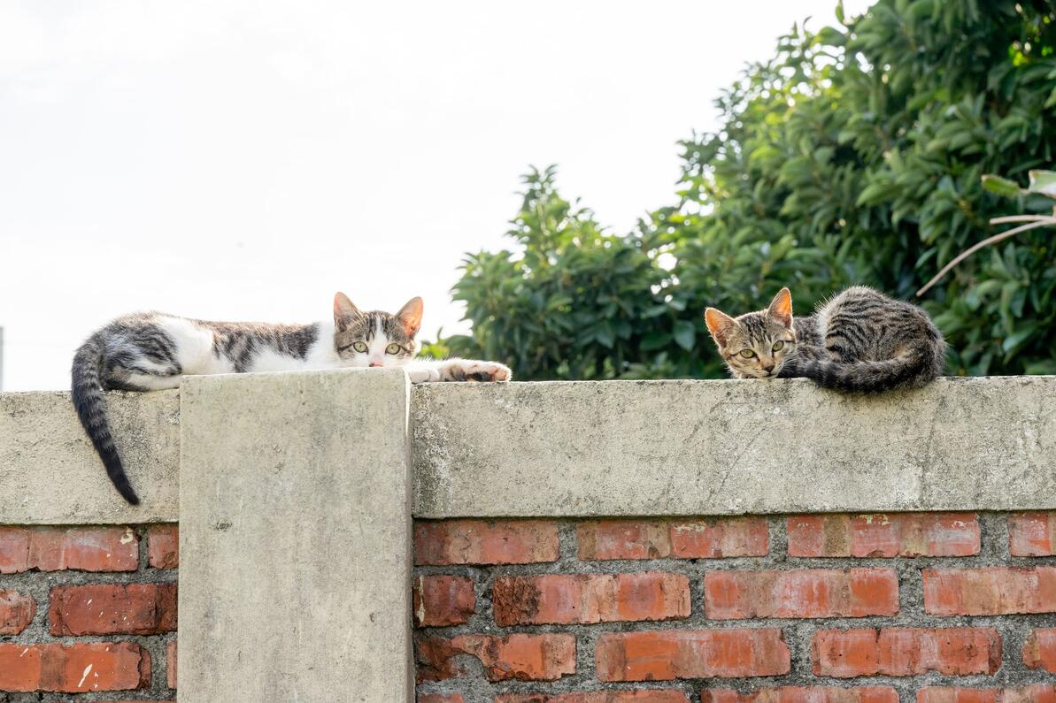 Gatos callejeros tumbados en lo alto de un muro de ladrillo.