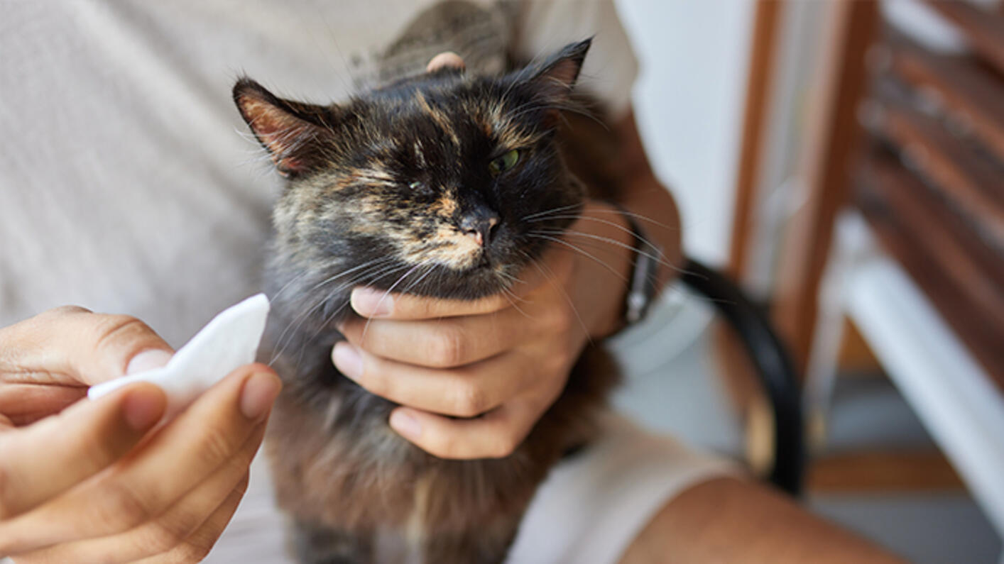 ¿Cada cuánto se cepilla los dientes a un gato? 