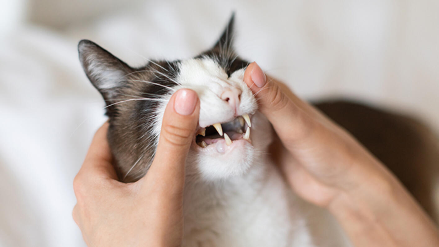 ¿Cada cuánto se cepilla los dientes a un gato? 