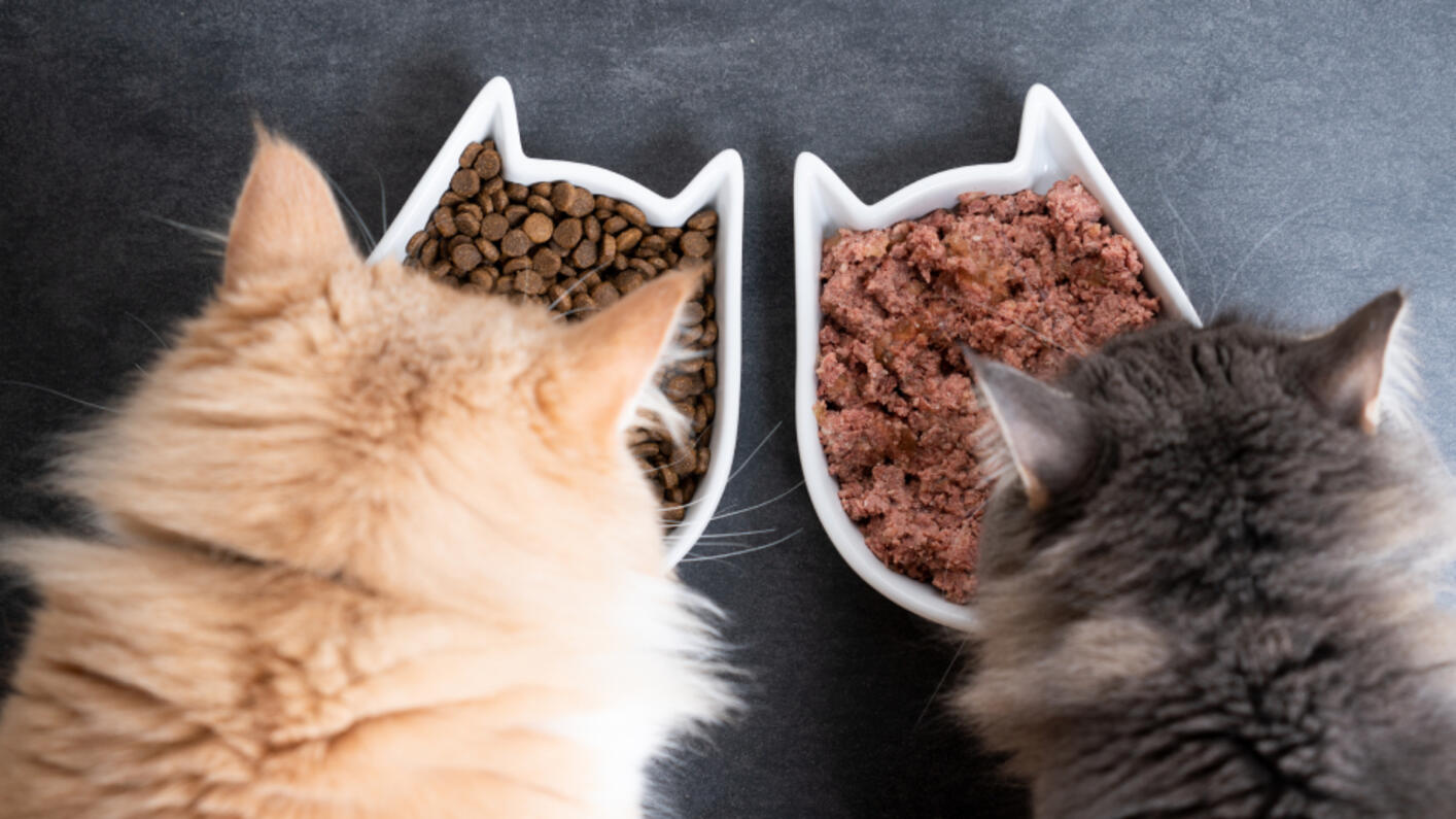 Dos gatos comiendo pienso seco y comida húmeda en cuencos separados.