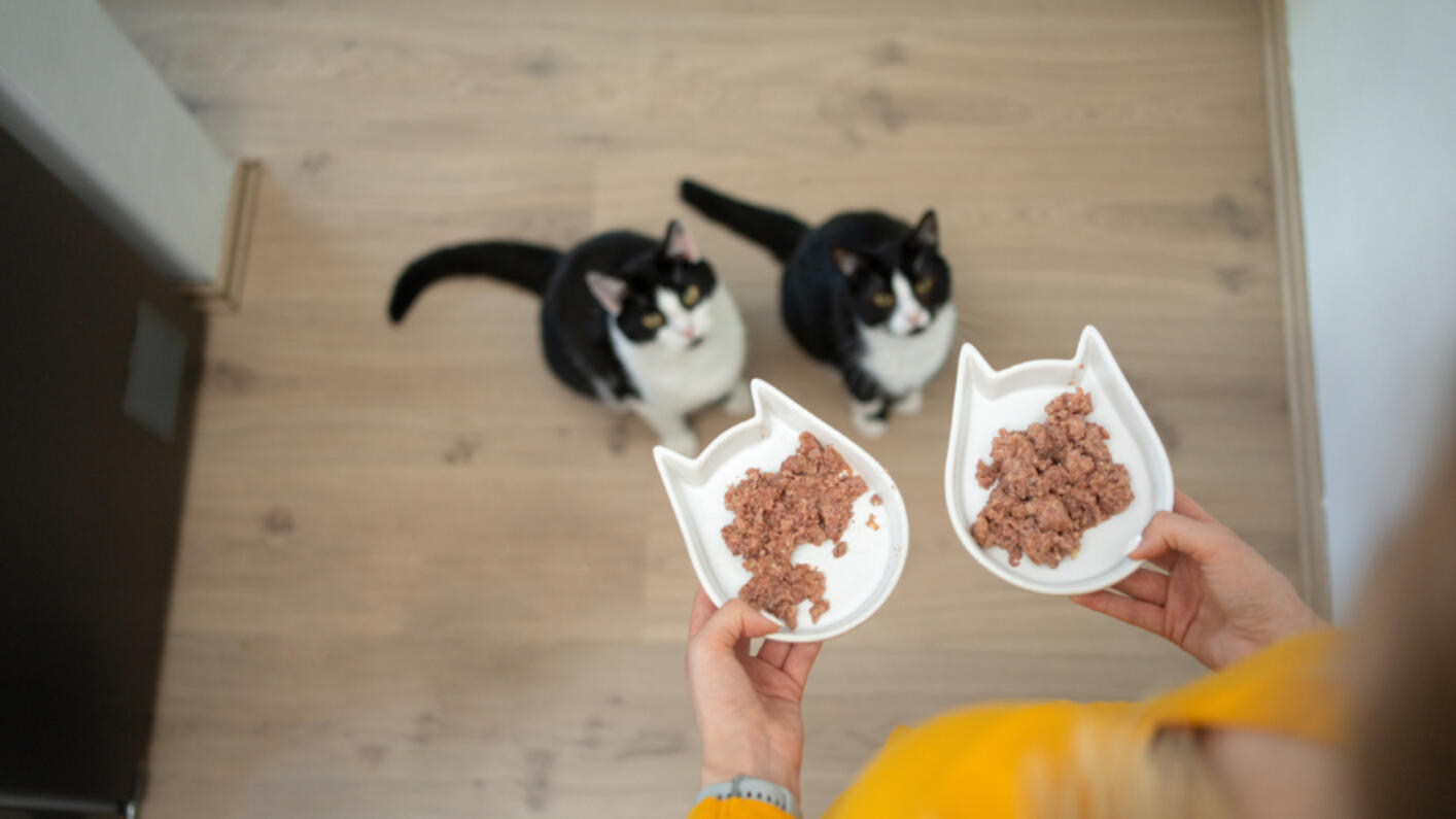 Persona sirviendo dos platos de comida húmeda a dos gatos blancos y negros.