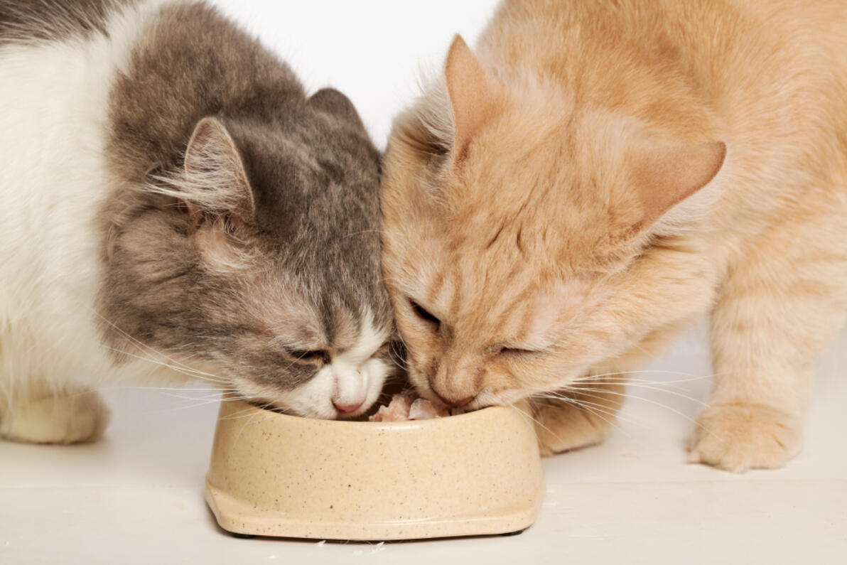 Dos gatos, uno gris y blanco y otro naranja, comiendo comida húmeda del mismo cuenco.