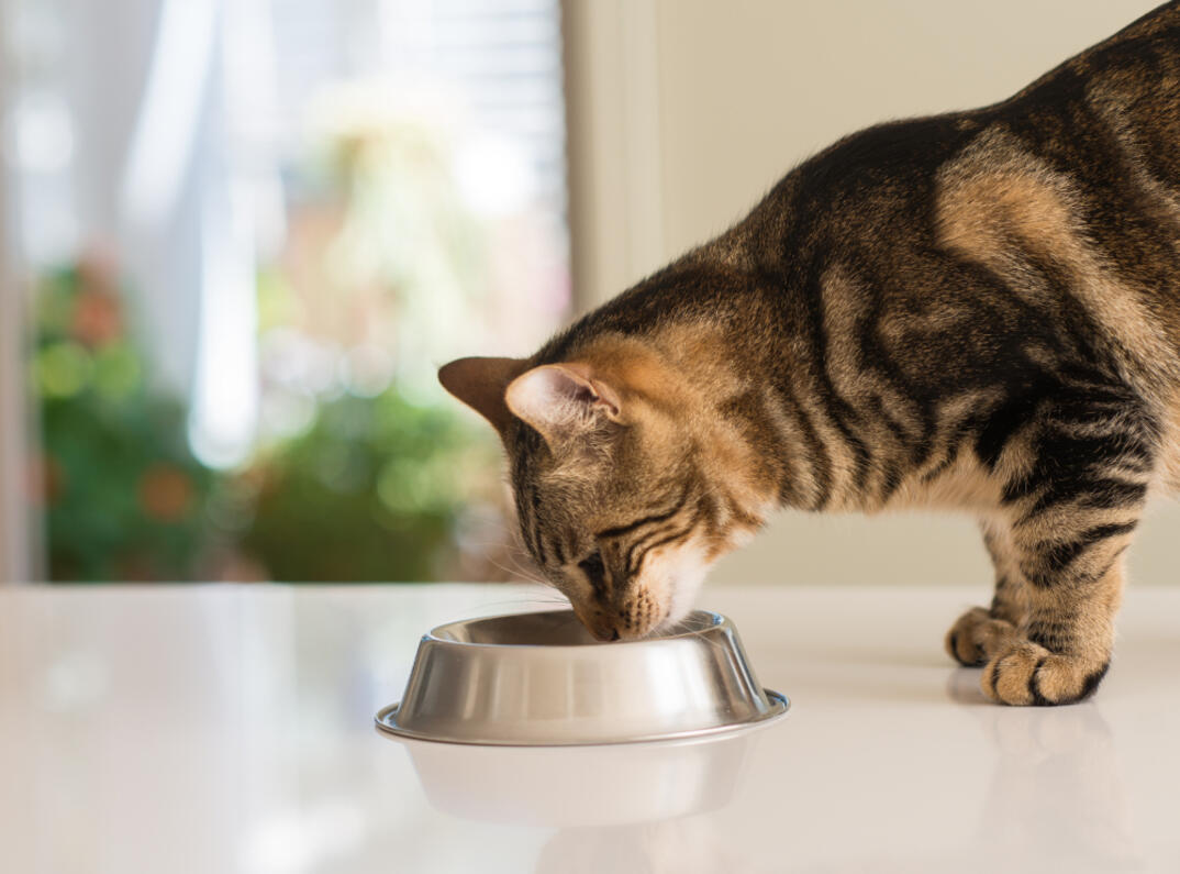 Gato atigrado comiendo de un cuenco metálico sobre una superficie blanca.