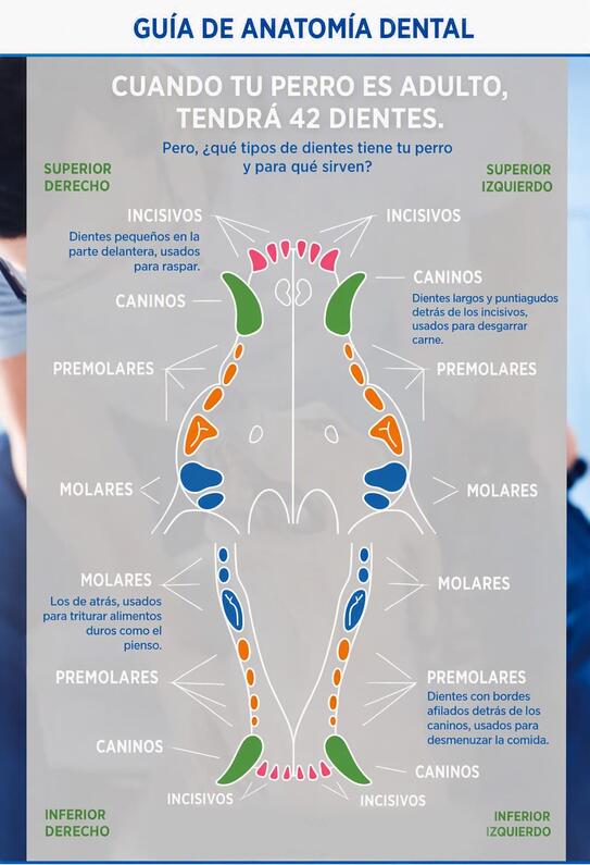 ¿Cuántos dientes tiene un perro? Todo sobre la anatomía dental canina