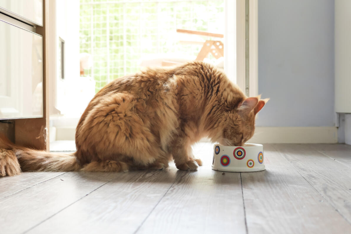 Gato naranja de pelo largo comiendo de un cuenco blanco con círculos de colores.