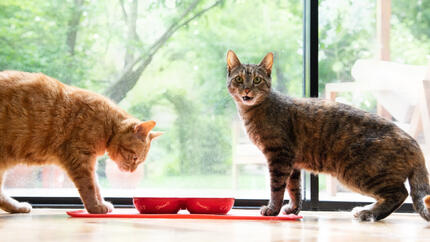 Gatos comiendo de unos cuencos