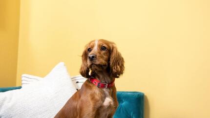 Perro marrón rojizo con orejas largas y collar rojo sentado sobre un sofá turquesa frente a una pared amarilla