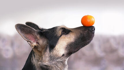 Perro pastor alemán con una mandarina equilibrada sobre el hocico