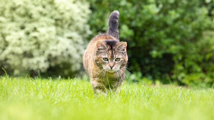 Gato caminando por la hierba