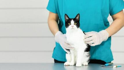 Gato de raqueta de nieve en la mesa del veterinario