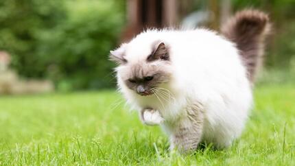 Gato con bola de pelo