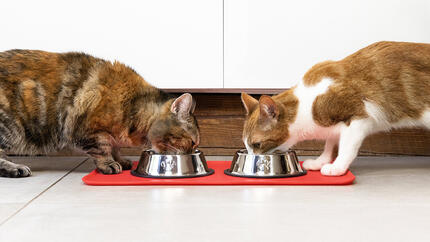 Dos gatos comiendo de un tazón