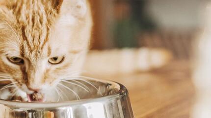 Gato beige con rayas comiendo comida de un tazón