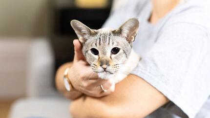 Gato de pelaje claro con ojos oscuros en brazos de su dueño