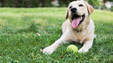 Perro feliz con pelota