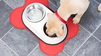 Perro comiendo de un bol