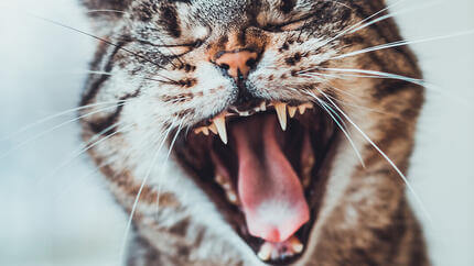 Dientes de gato