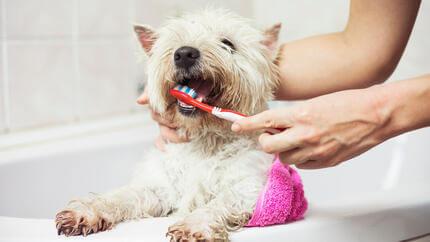 Perro blanco pequeño con sus dientes cepillados