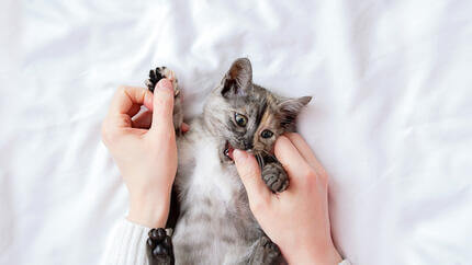 Gatito pequeño gris mordiendo el pulgar del dueño