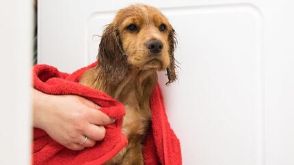 Cachorro mojado que se seca con una toalla roja