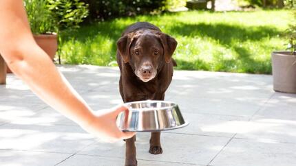 Labrador senior con un cuenco