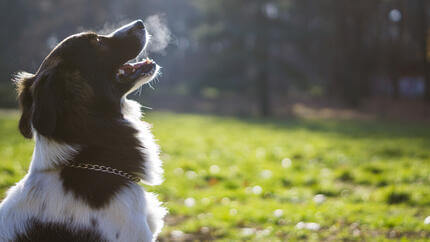 Perro respirando aire frío