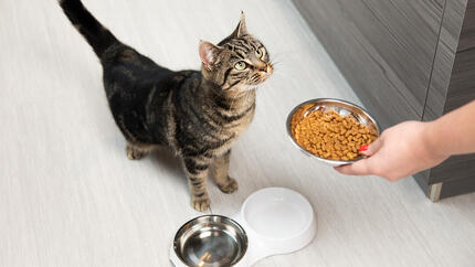 Guía alimentación húmeda para gatos 