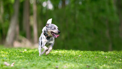 Zoomies en perros