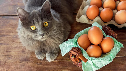 Gato gris de pelo largo junto a una cesta con huevos marrones