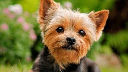 cuidar el pelo del Yorkshire Terrier