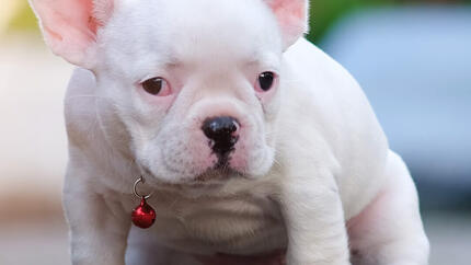 ENSEÑAR AL CACHORRO A HACER SUS NECESIDADES