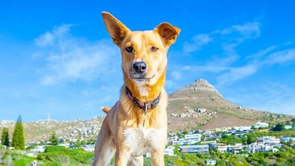 Guía de verano para perros