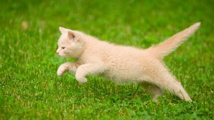 MANTENER A TU GATO SANO Y EN FORMA (1)