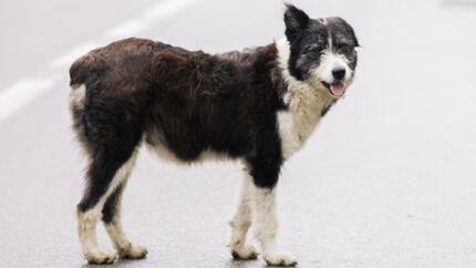 Adoptar un perro abandonado