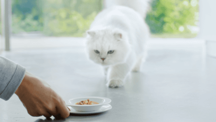 Alimentar a tu gato con comida de calidad