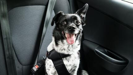 Viaje seguro con tu perro: el cinturón de seguridad