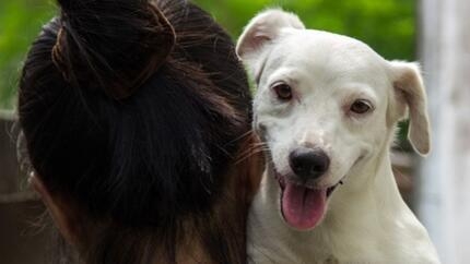 Cuánto cuesta adoptar un perro