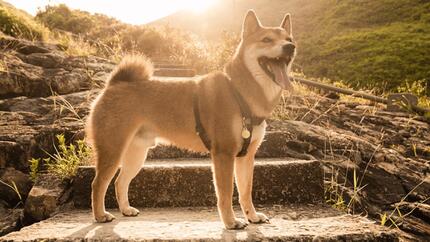 dog on a rock