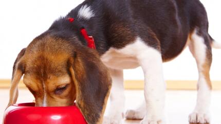  Perro de raza pequeña comiendo