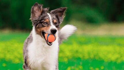 trucos fáciles para perros